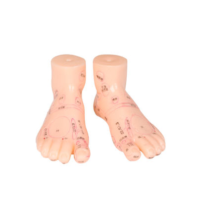 20CM chinesische Medizin-Fuß-Massage-Modell PVC-Material 13/17/19 cm