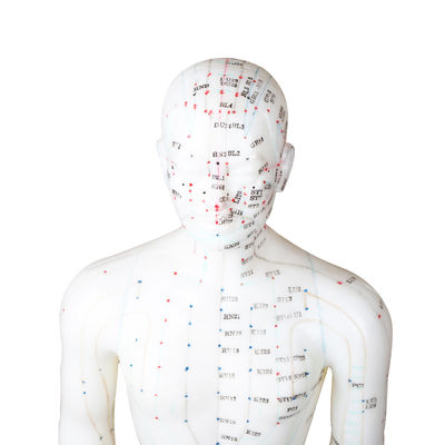 Zertifikat 50cm Punkt-männliches Akupunktur-Modell-Human Bodys GMP