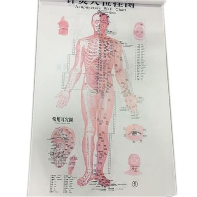 Englisches Akupunktur-Wand-Diagramm 7PCS pro gesetztes menschliches Akupunktur-Diagramm