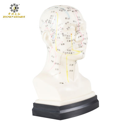 Qualität  Eco Friendly 20cm Head Acupuncture Body Model Without Effusion Liquid Fabrik