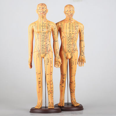 Meridian-Tafel inklusive Akupunktur-Körpermodell, ca. 5 kg, vielseitig für verschiedene Techniken einsetzbar