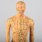 Chinesische Akupunktur-Mittagsmodell Akupunktur-Körper-Modell-Acupoint 50cm