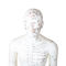 Zertifikat 50cm Punkt-männliches Akupunktur-Modell-Human Bodys GMP
